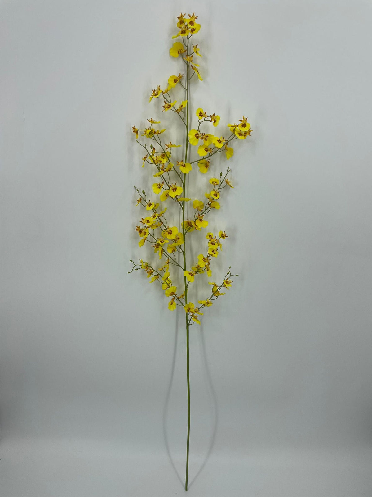 FN20090 ONCIDIUM SPRAY (NAT)  48"