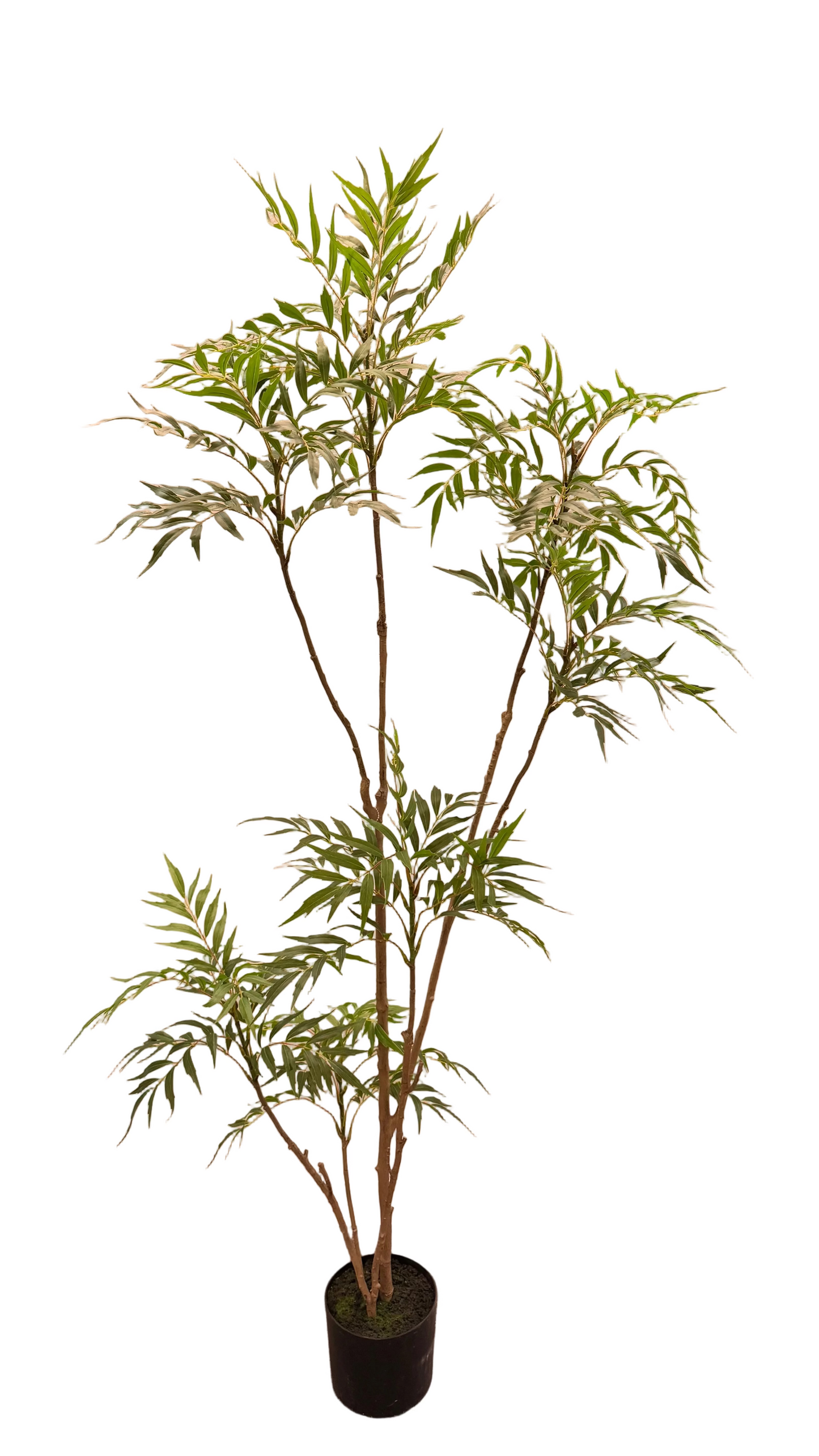 TR10812 MAHONIA TREE 6'