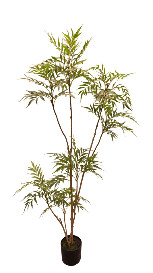 TR10812 MAHONIA TREE 6'