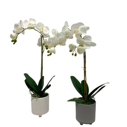 GA101214-482 POTTED ORCHID IN VARIOUS POT COLORS 26in