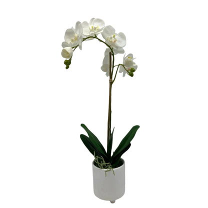 GA101214-482 POTTED ORCHID IN VARIOUS POT COLORS 26in
