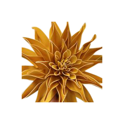 PA10251 DAHLIA FLR HEAD,D19.5in-10P/40/9.88