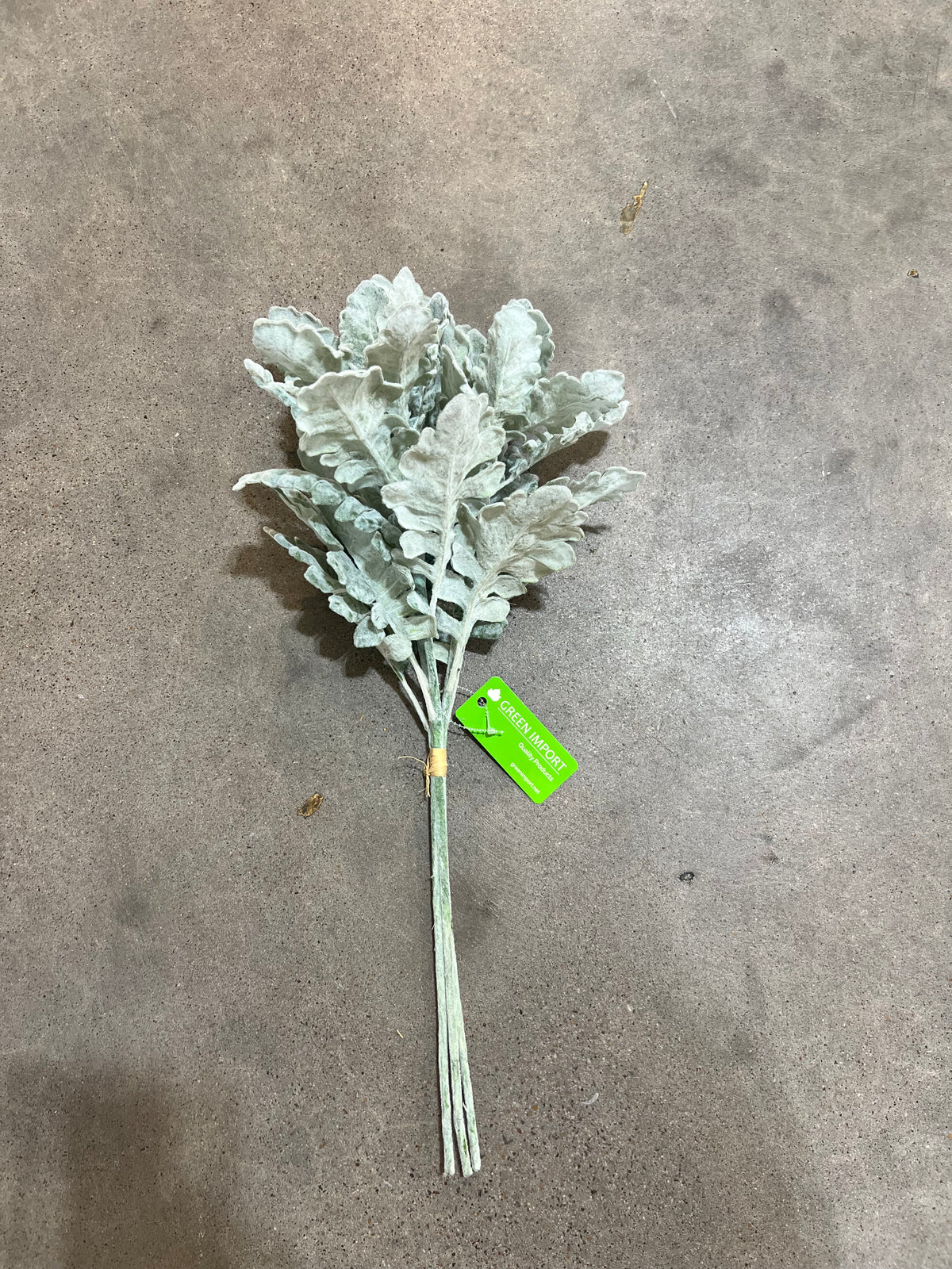 PA10467 DUSTY MILLER BUNDLEx3 19.5"