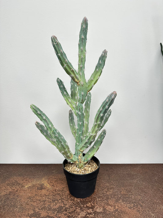 PM10157 POTTED CACTUS,27in-1P/2/6.17'