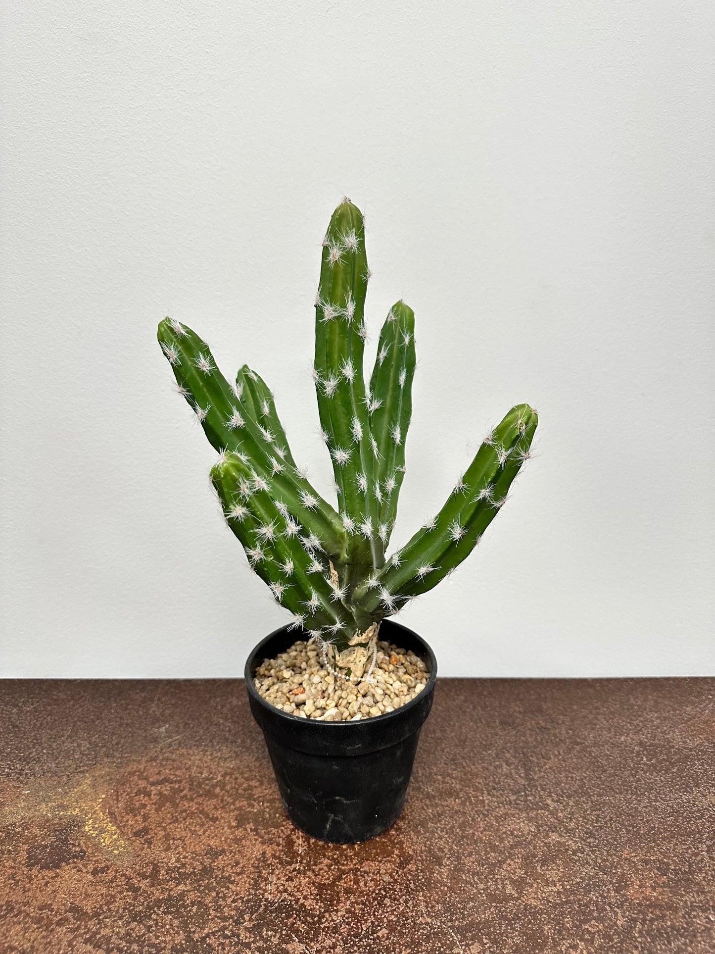 PM10158 POTTED CACTUS,15in-1P/6/4.4'
