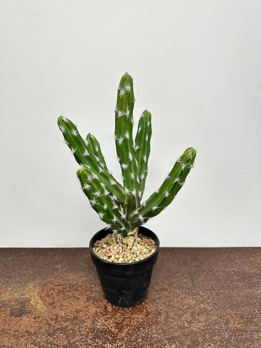 PM10158 POTTED CACTUS,15in-1P/6/4.4'