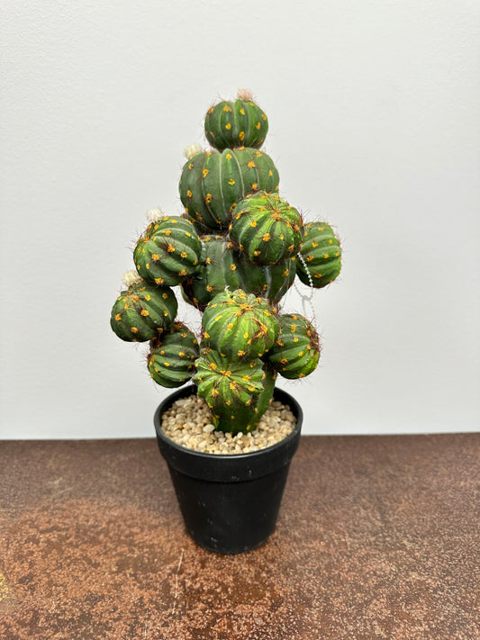 PM10160 POTTED CACTUS,12in-4P/24/9.18'