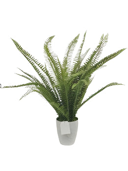 PM10506 POTTED FERN,2'