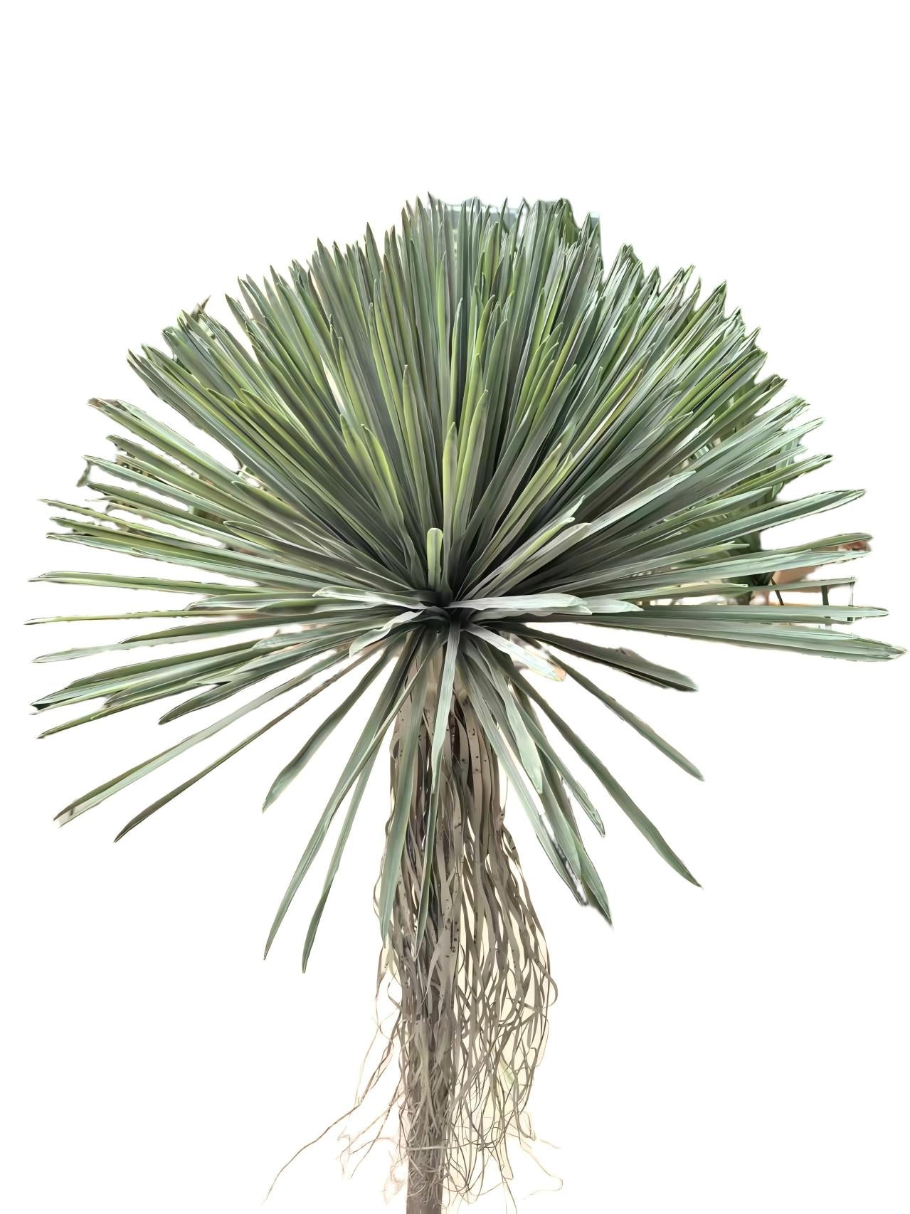PM10521GR BEAKED YUCCA BUSH (UV),12"