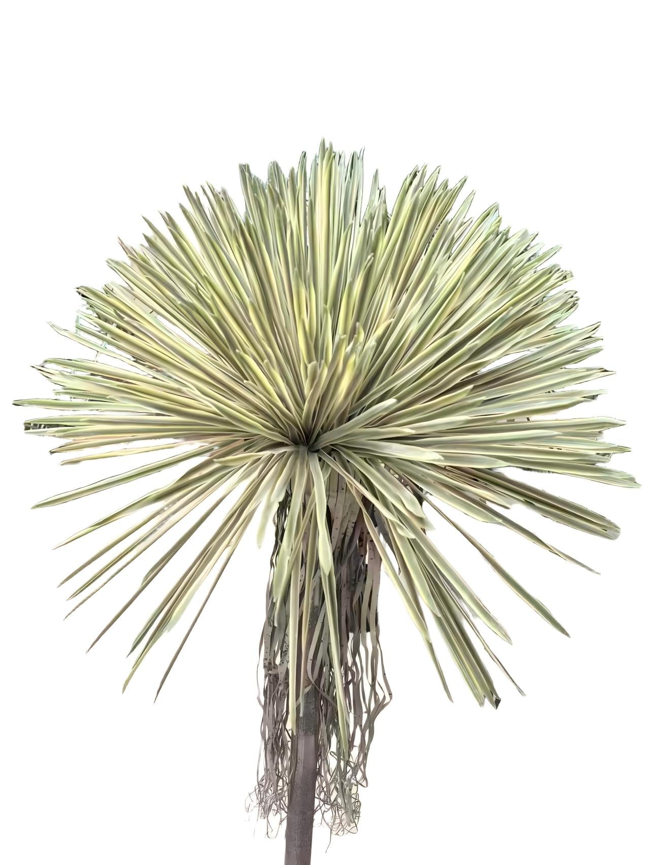 PM10521GR BEAKED YUCCA BUSH (UV),12"