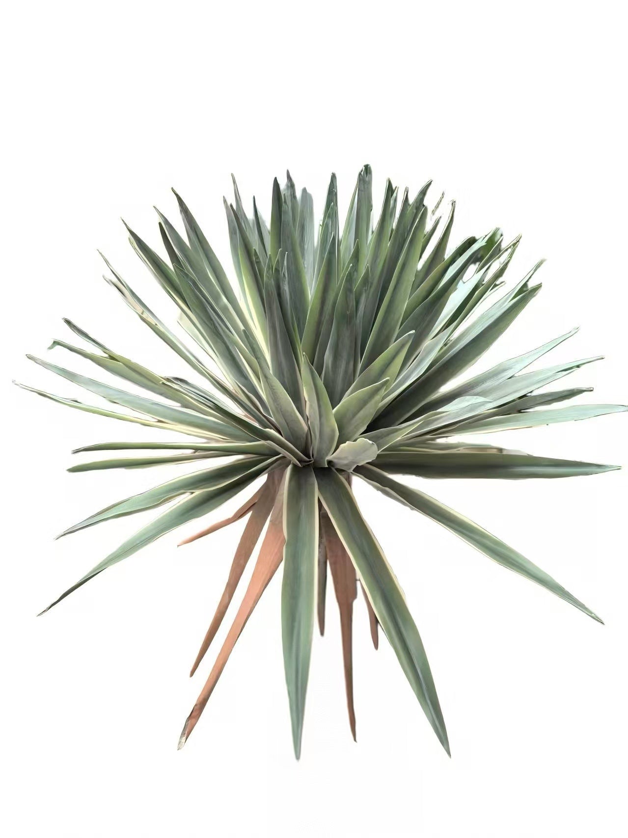 PM10522GR BEAKED YUCCA BUSH (UV),14"
