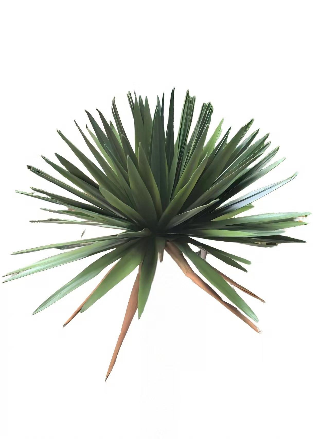 PM10523 BEAKED YUCCA BUSH (UV),11"
