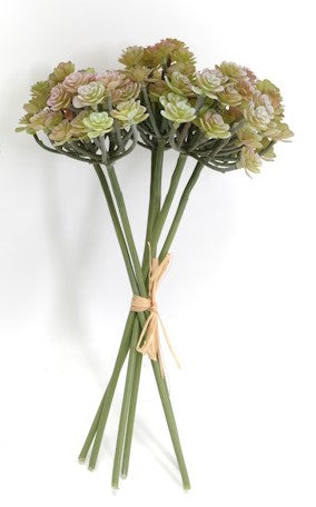 PM10532 SEDUM BUNDLEx6,12"