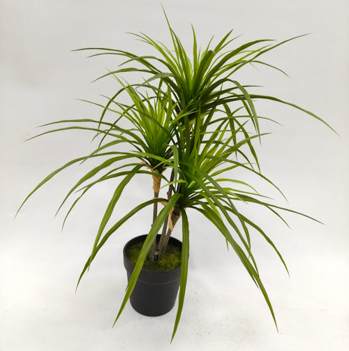 PM10534 POTTED YUCCAx3,26"