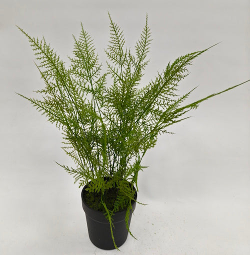 PM10535 POTTED FERN,22"