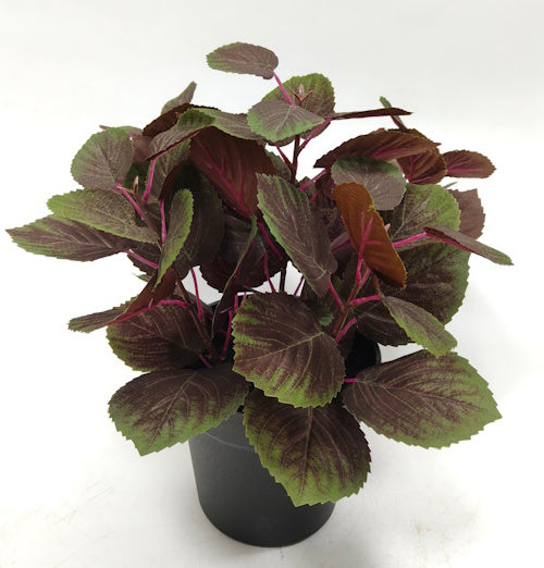 PM10538 POTTED COLEUS,12"