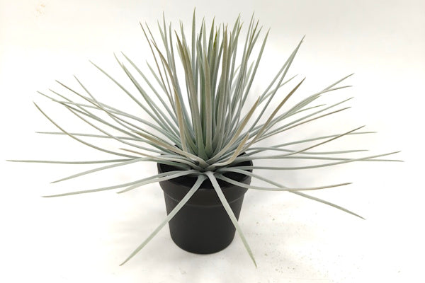 PM10542 POTTED YUCCA,22"