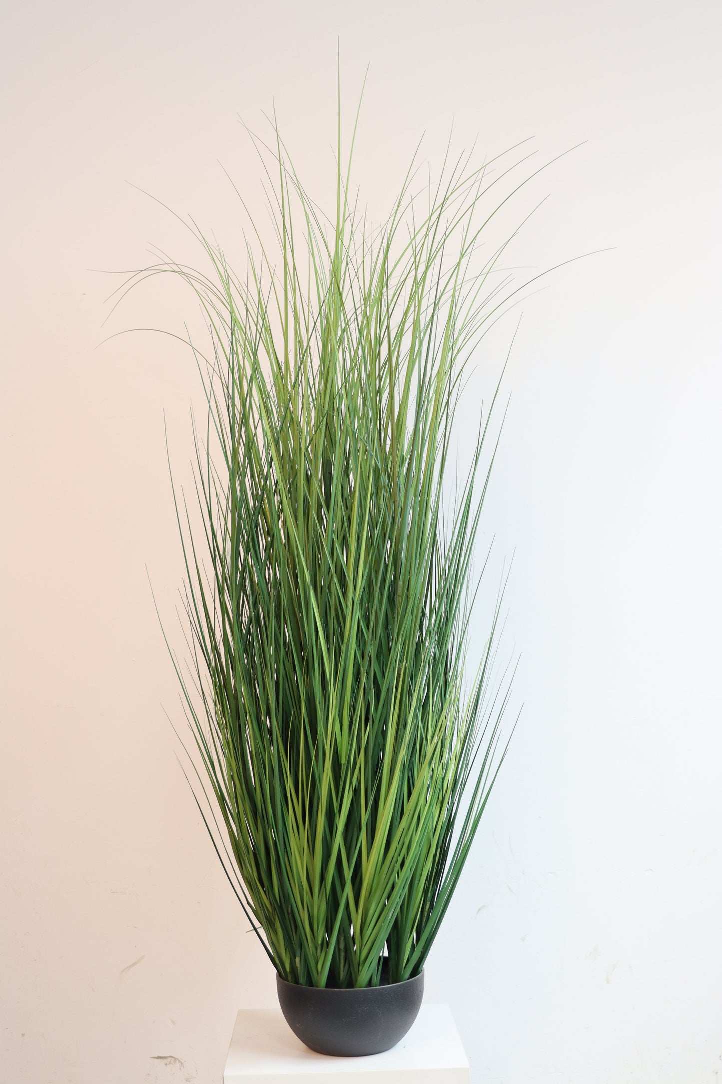 PM10551 GRASS IN POT,6'