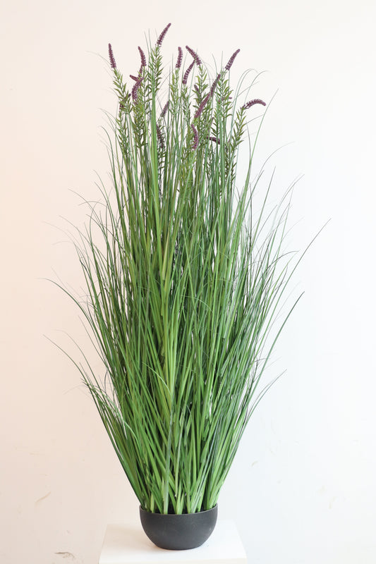 PM10552 FOUNTAIN GRASS IN POT,5'