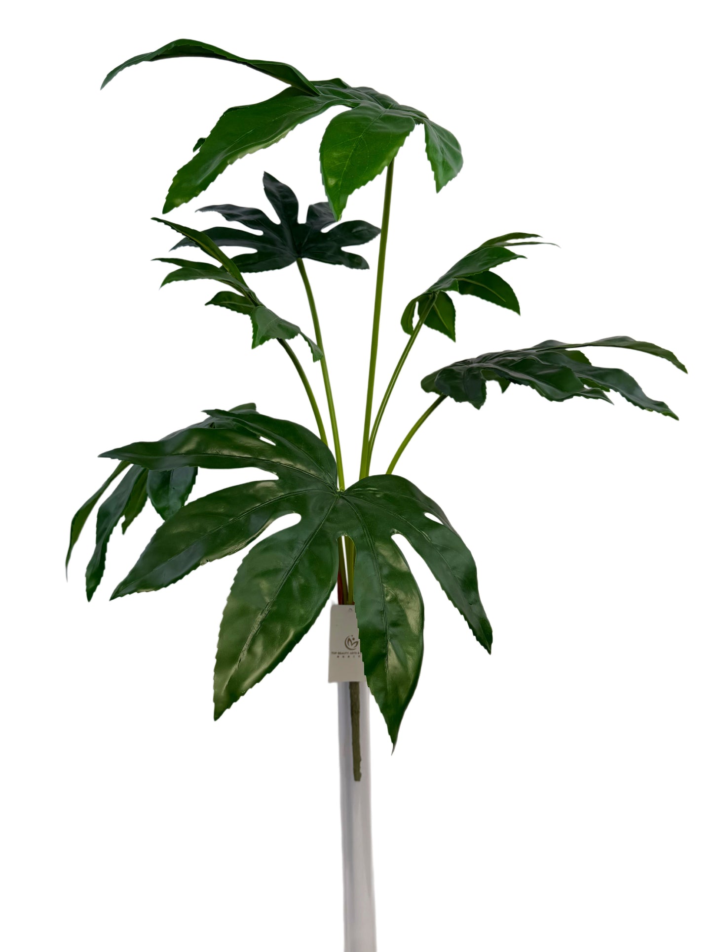 PM10608 JAPANESE ARALIA BUSH 31"