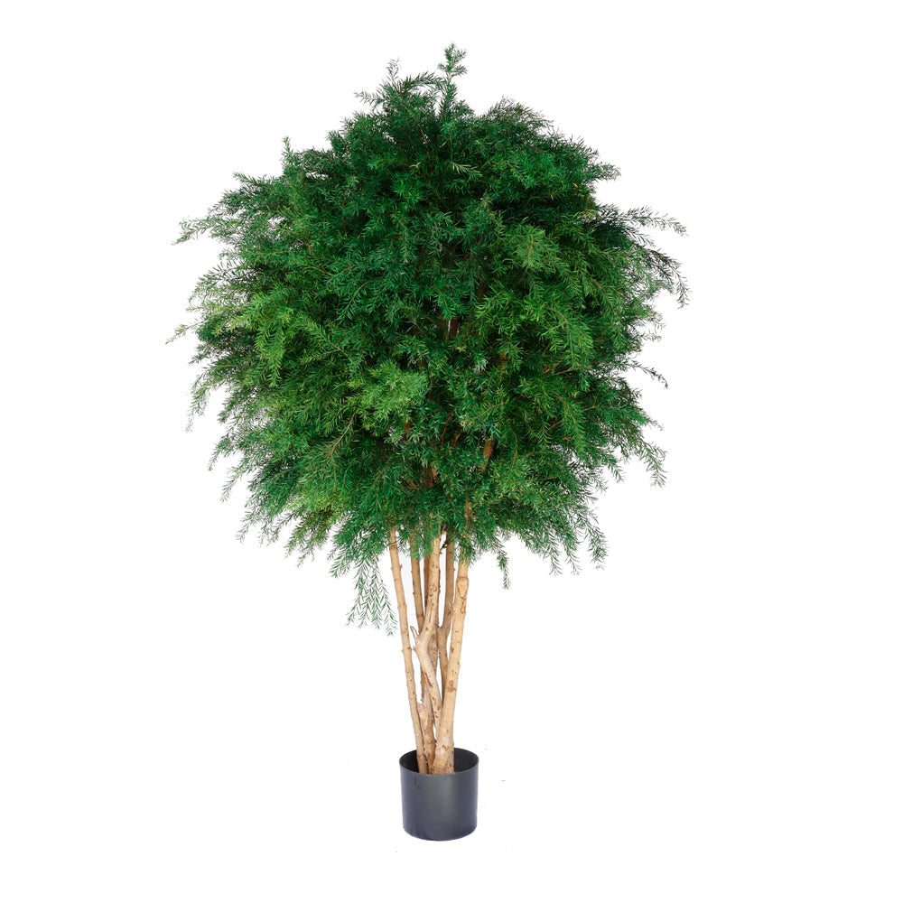 PR10001 POTTED PRESERVED YEW TREE  D34"x5'H