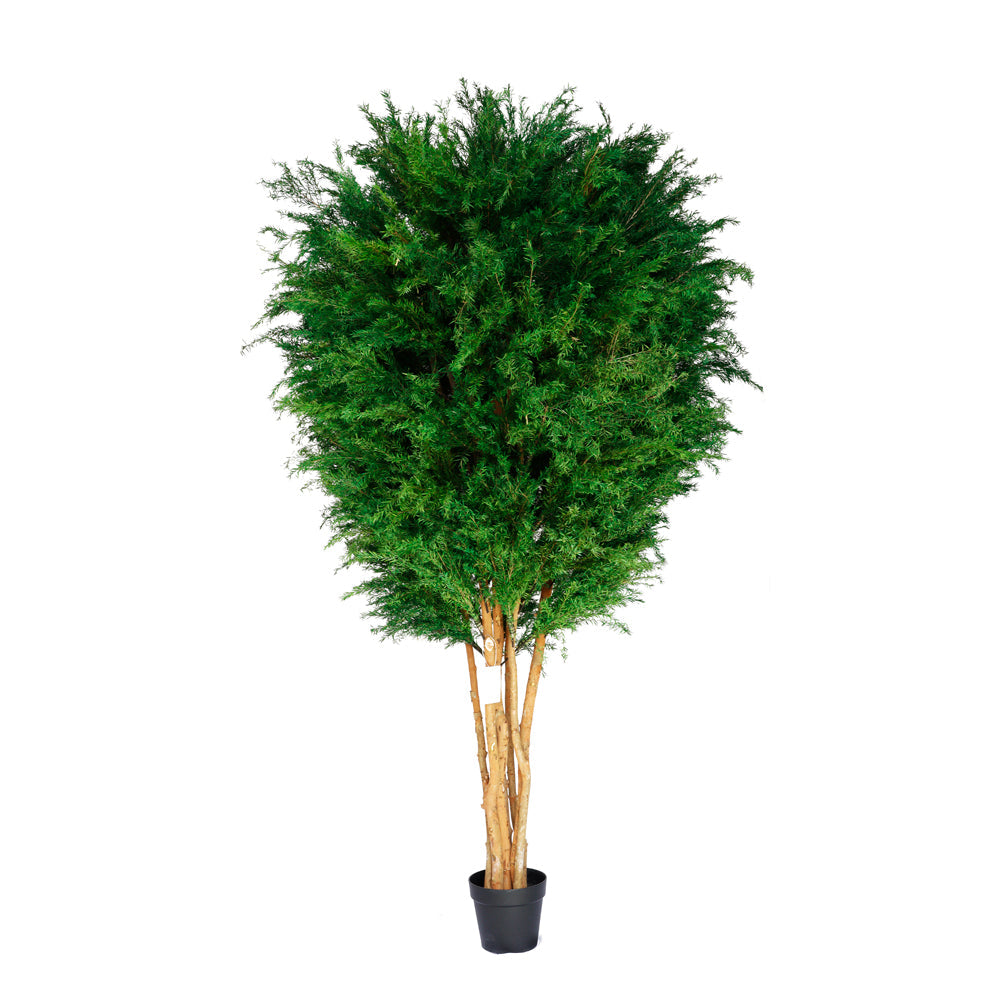 PR10002 POTTED PRESERVED YEW TREE  D4'x7'H