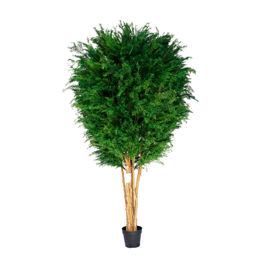 PR10002 POTTED PRESERVED YEW TREE  D4'x7'H
