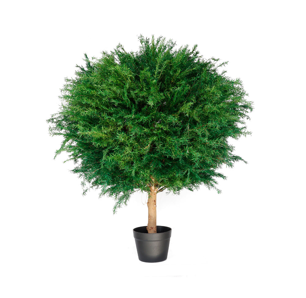 PR10004 POTTED PRESERVED YEW BALL TREE  D30"x39"H