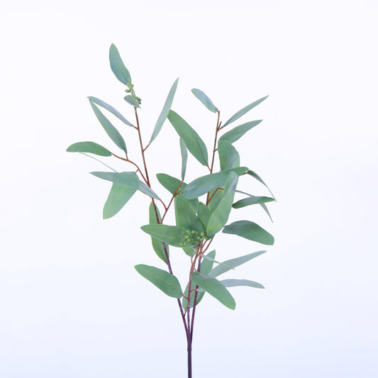SY10524 SEEDED EUCALYPTUS SP,31in-24P/240