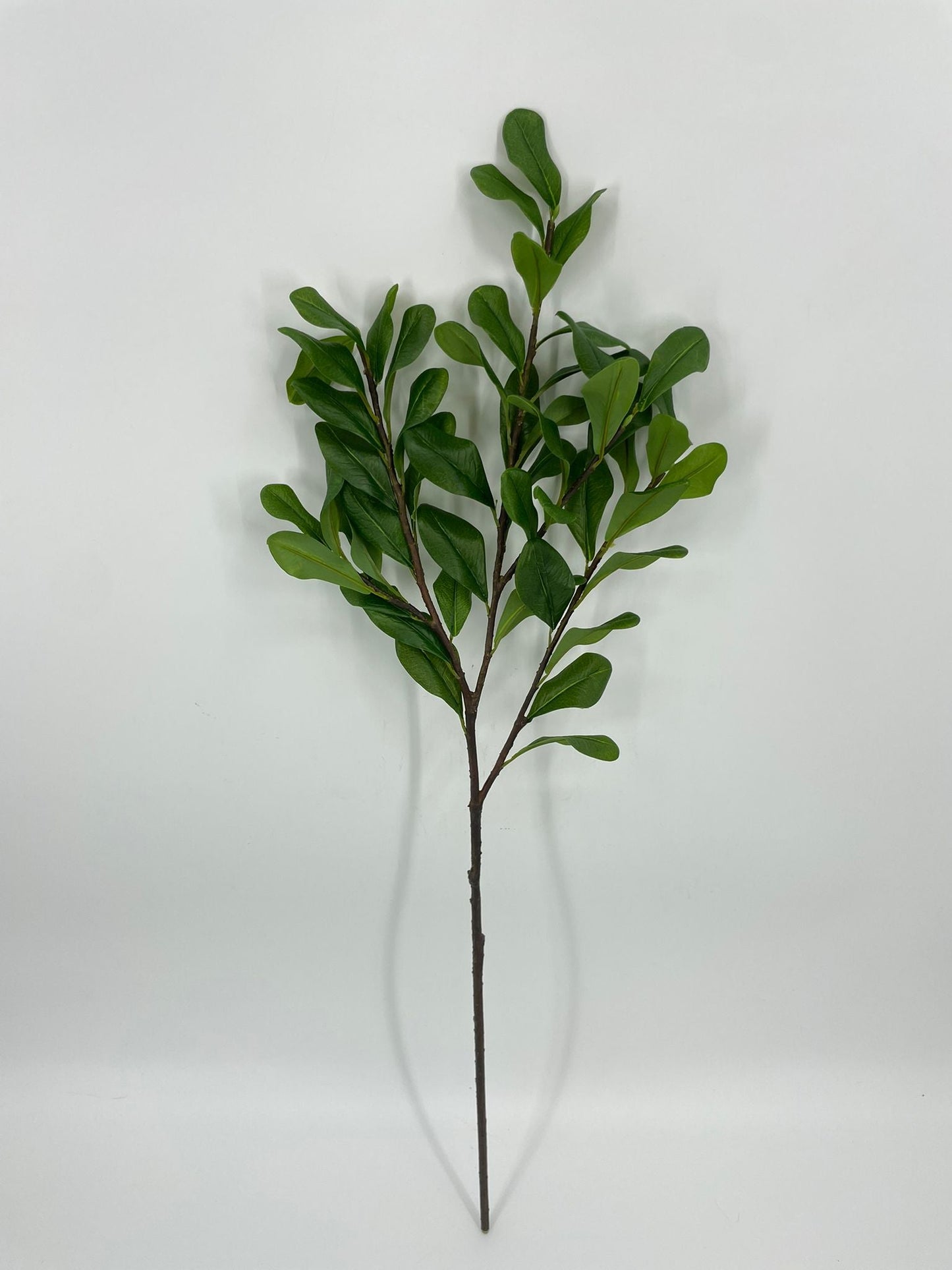 SY11244 PITTOSPORUM SPRAY  30"