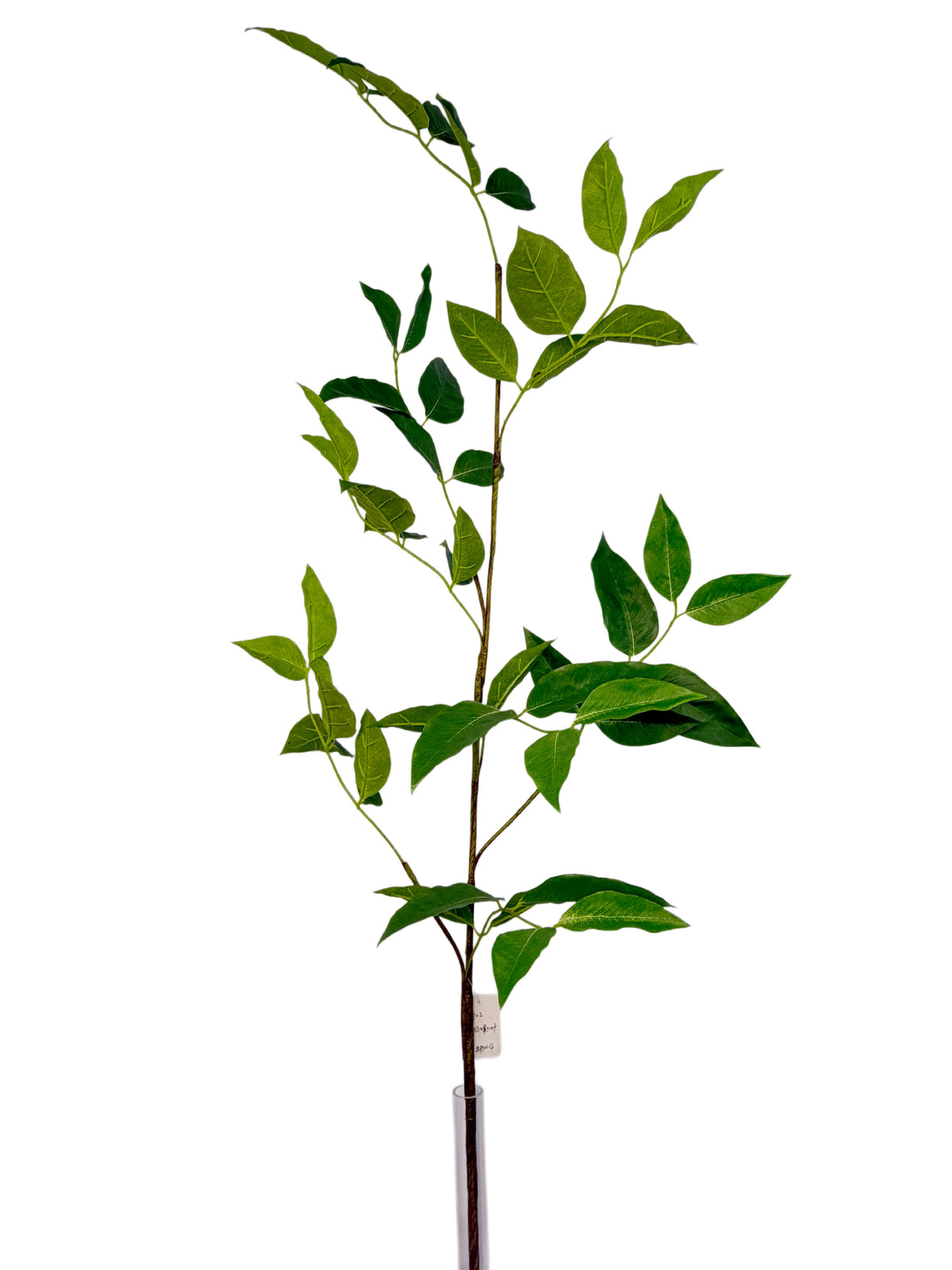 SY11251 SALAL BRANCH 58"