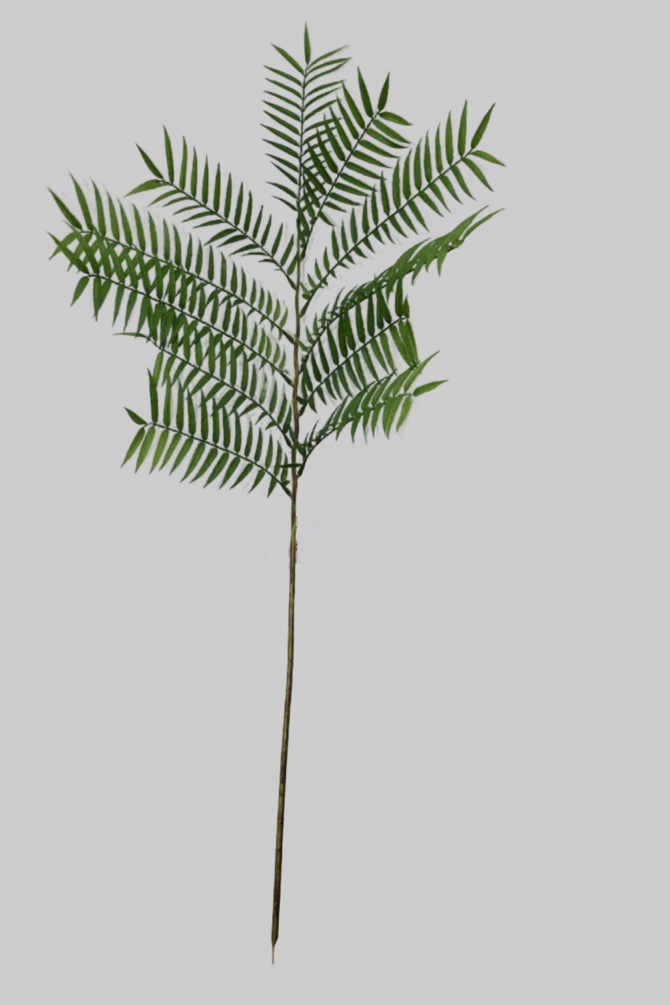 SY11261 PALM BRANCH 67"