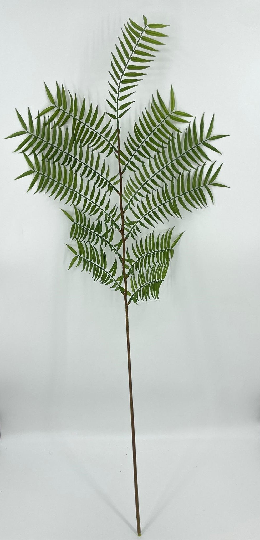 SY11261 PALM BRANCH 67"
