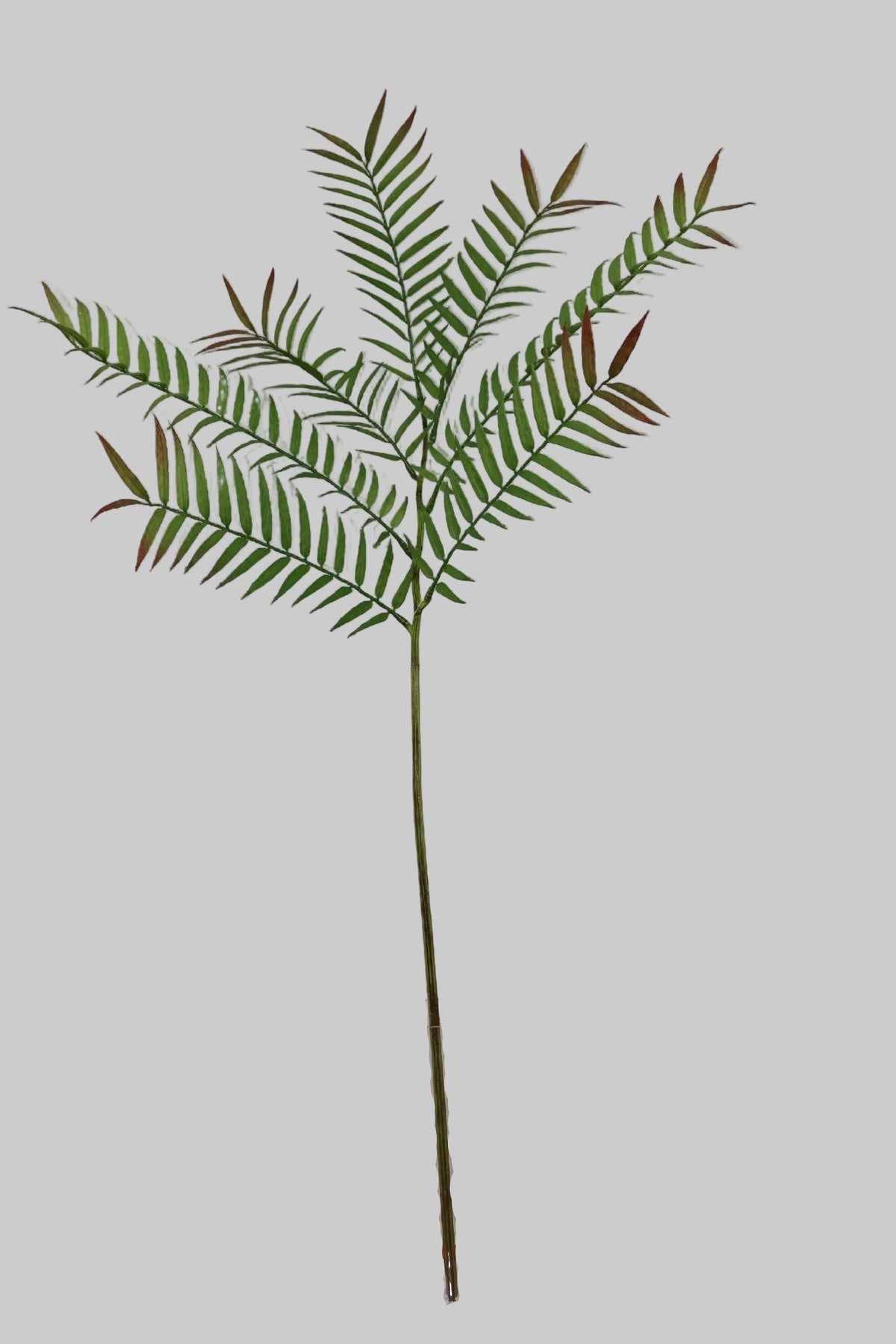 SY11262 PALM BRANCH 63"
