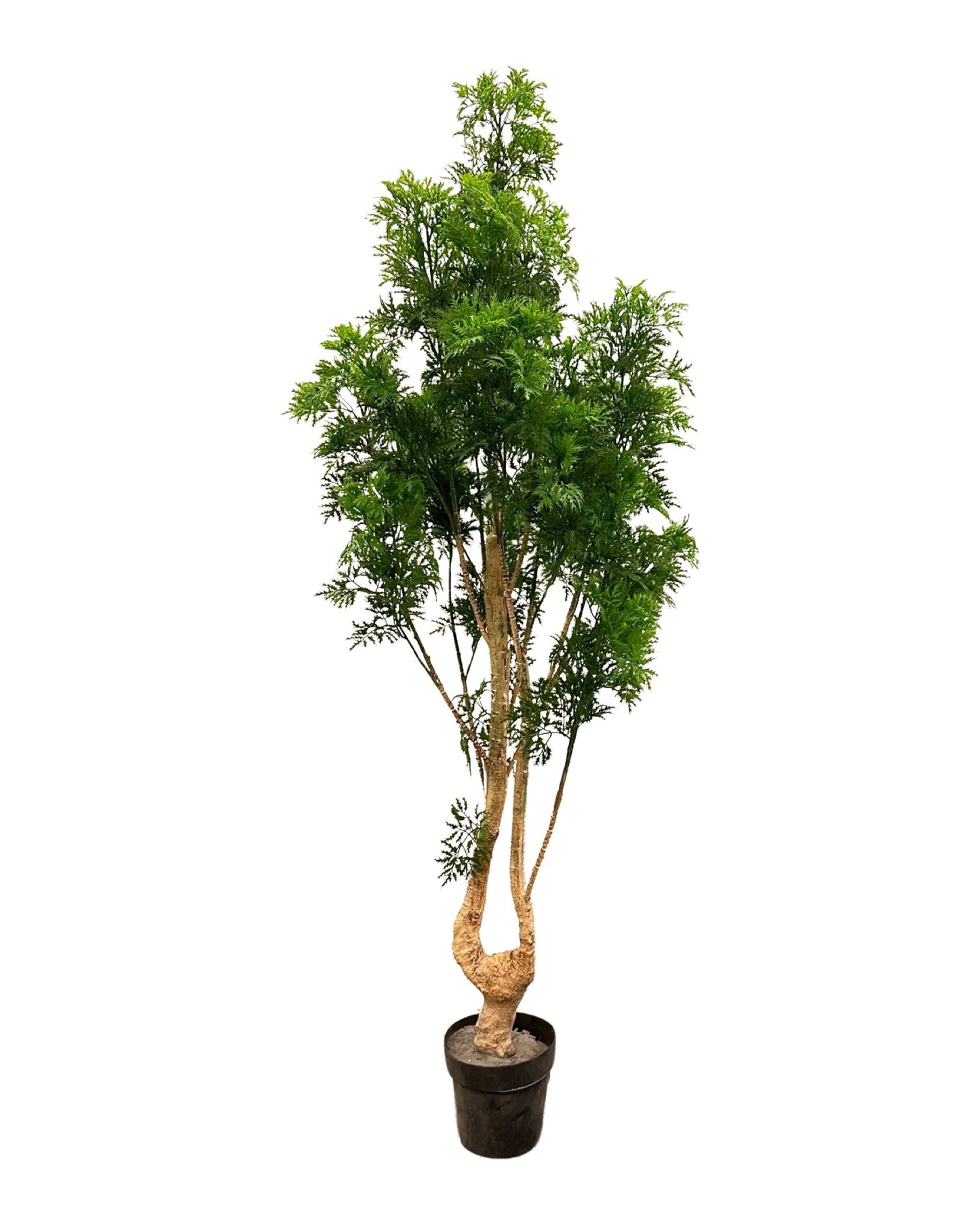 TR10721 MING ARALIA TREE,6'-2/8P