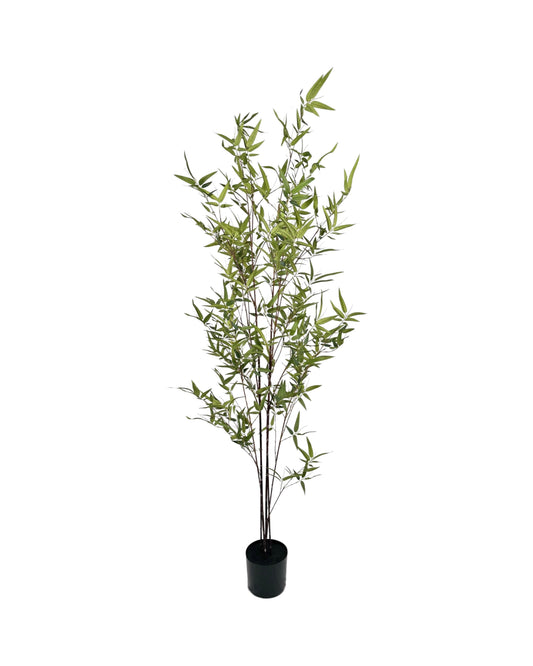 TR10756 BAMBOO TREE,6'-4P