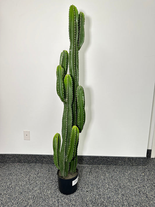 TR10763 POTTED SAGUARO CACTUS,5'