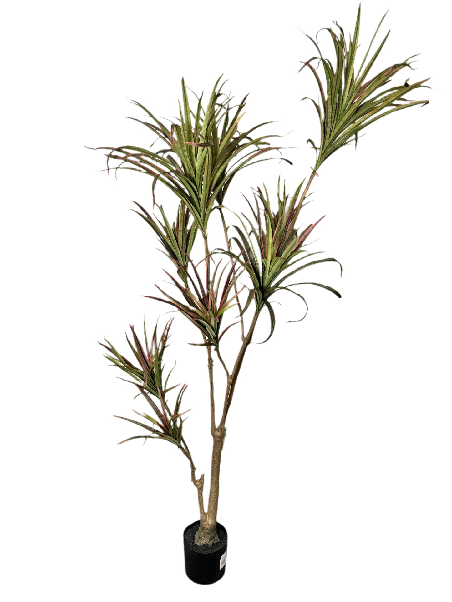 TR10768 POTTED DRACENA MARGNATA,6'