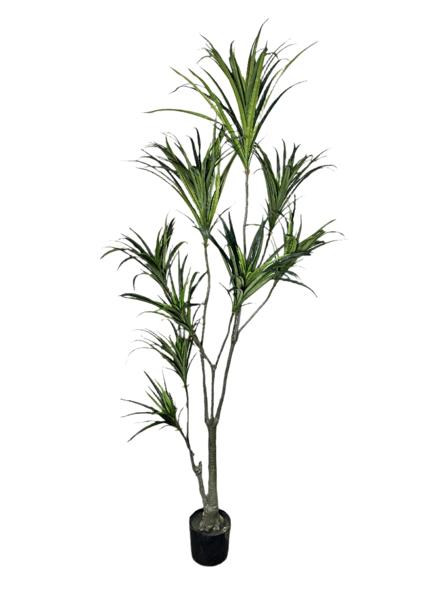 TR10768 POTTED DRACENA MARGNATA,6'