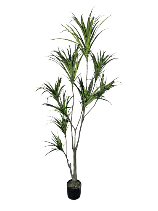 TR10768 POTTED DRACENA MARGNATA,6'