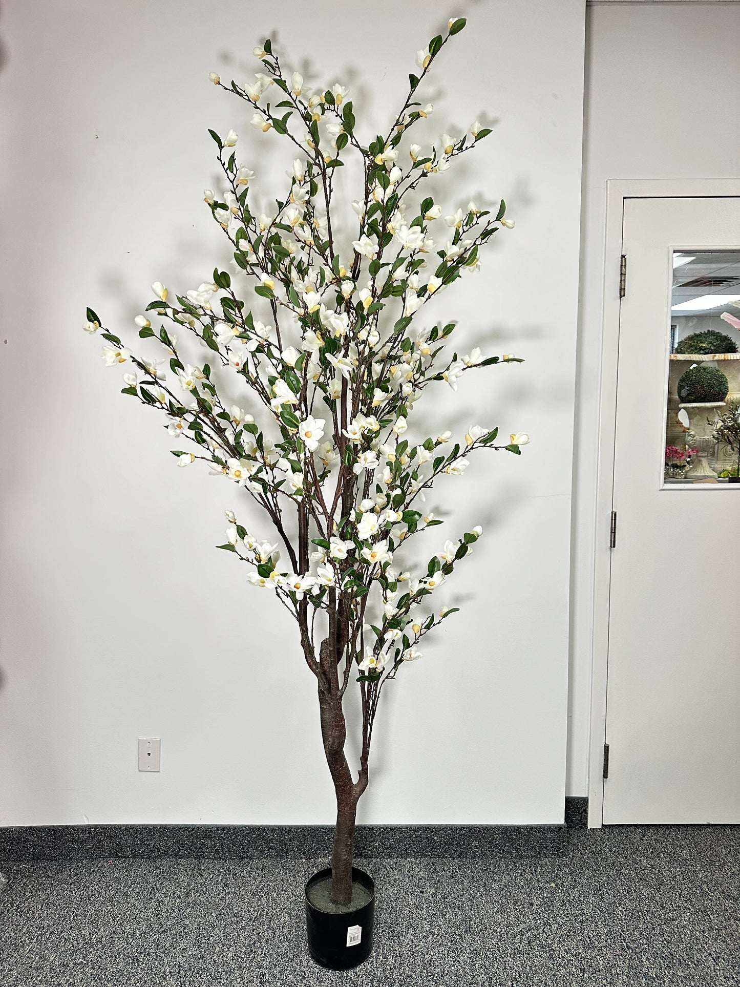 TR10771 POTTED MAGNOLIA FLR TREE,8'