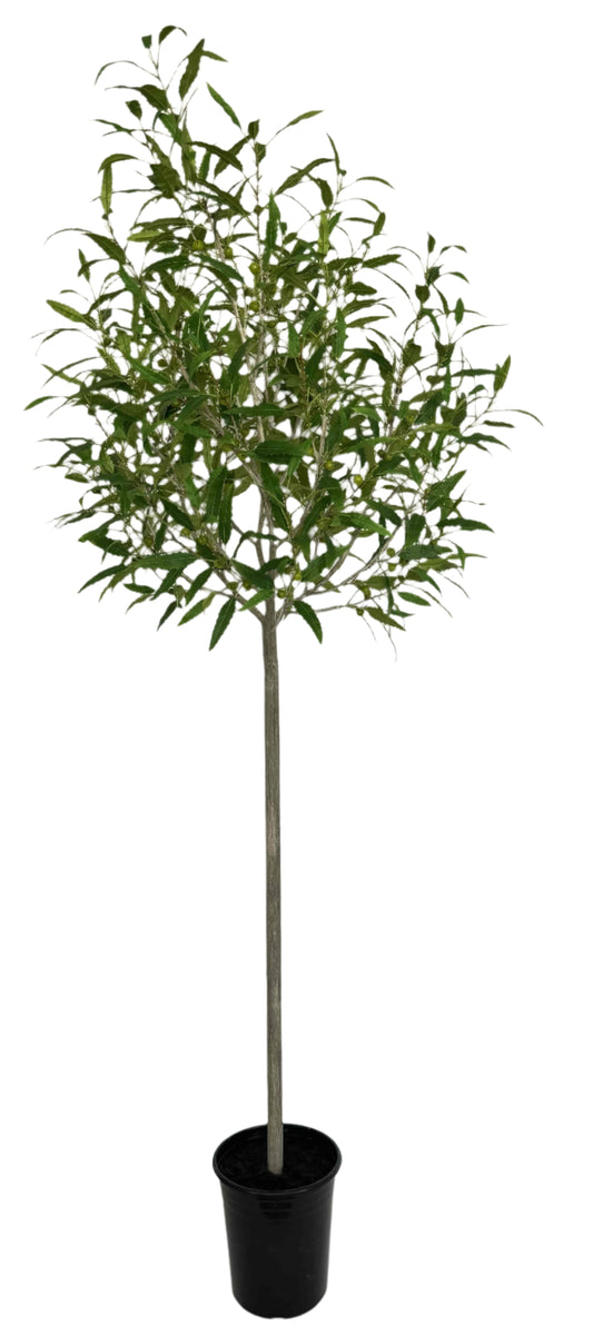TR10783 POTTED FRENCH EUCALPTUS,8'