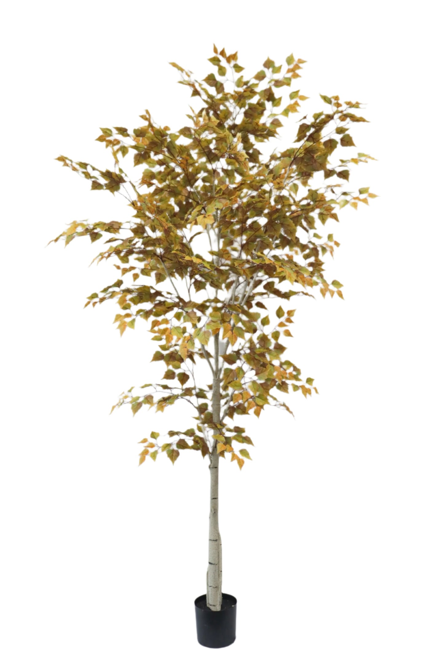 TR10791 BIRCH TREEx1350L (KD),8'