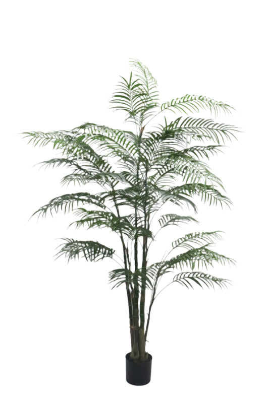 TR10796 ARECA PALM TREEx4 w/1418L (KD),6'