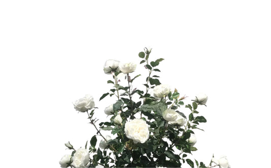 TR10804 ROSE TREE 5.5'