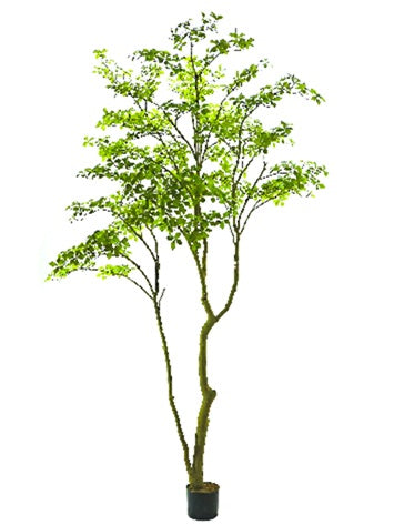 TR10813 MOUNTAIN ASH TREE 9.5'