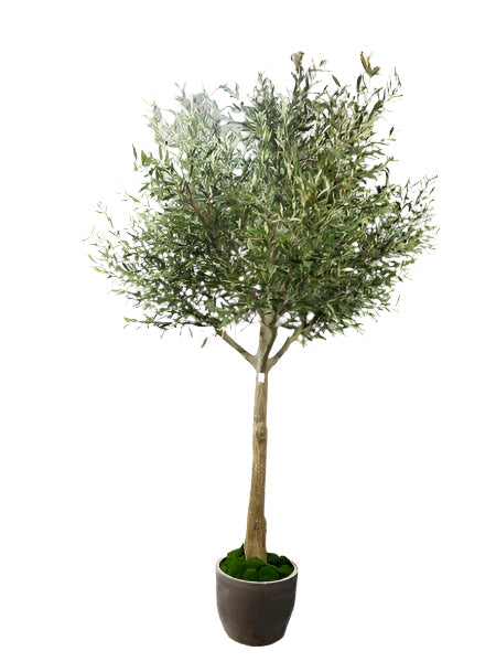 TR10829 OLIVE TREE,10'