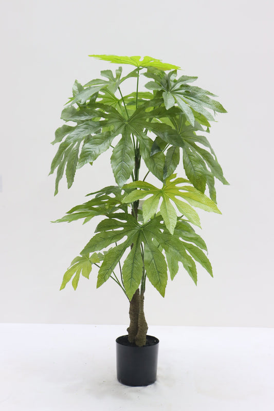 TR10851 ARALIA TREEx19L3'