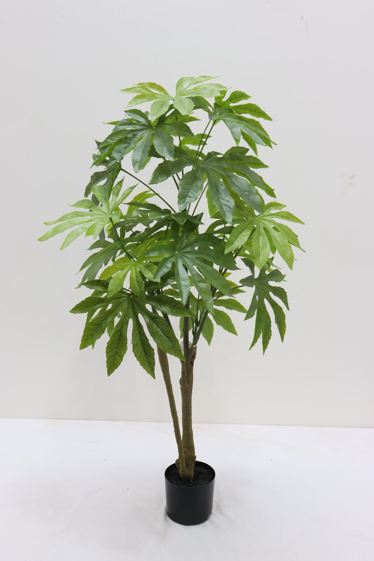 TR10852 ARALIA TREEx32L4'