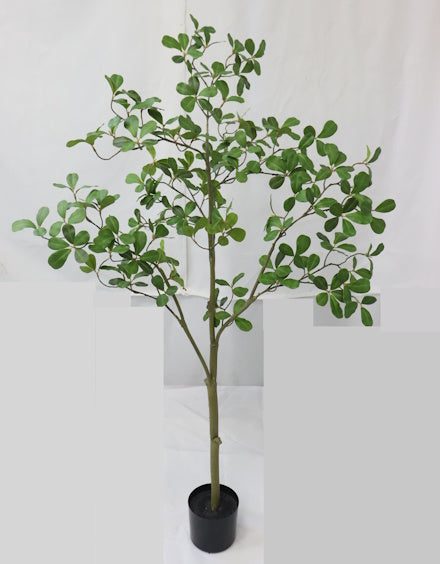 TR10862 ALMOND LVS TREE5'